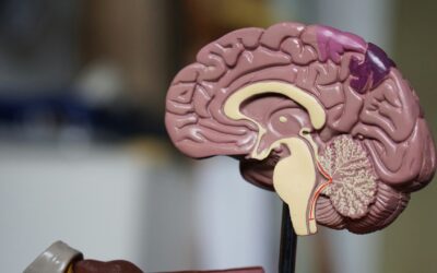How the Addicted Brain Works and How to Support Recovery